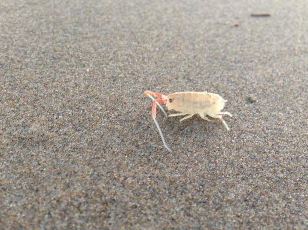 sand shrimp