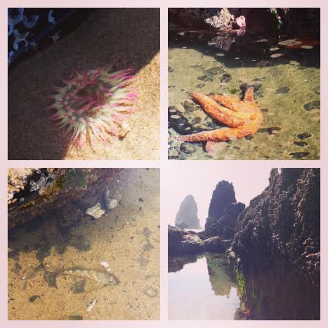 tide pool collage