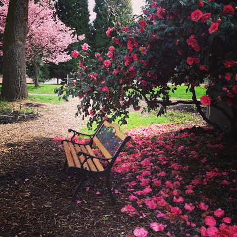 bench under flowers